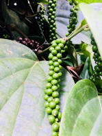 Fresh green peppercorn clusters hanging on a vine in natural sunlight.