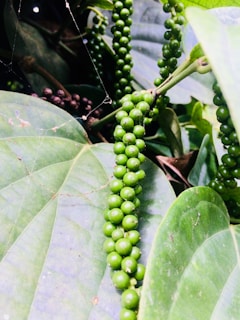 Clusters of unripe green peppercorns hanging on vines, surrounded by broad green leaves. The scene features a natural, lush garden with a focus on the vibrant clusters of peppercorns.