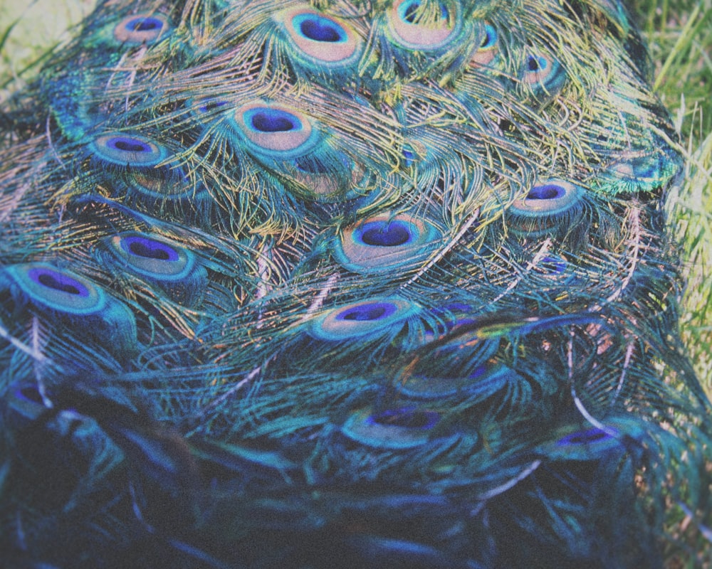 macro photography of peacock tail