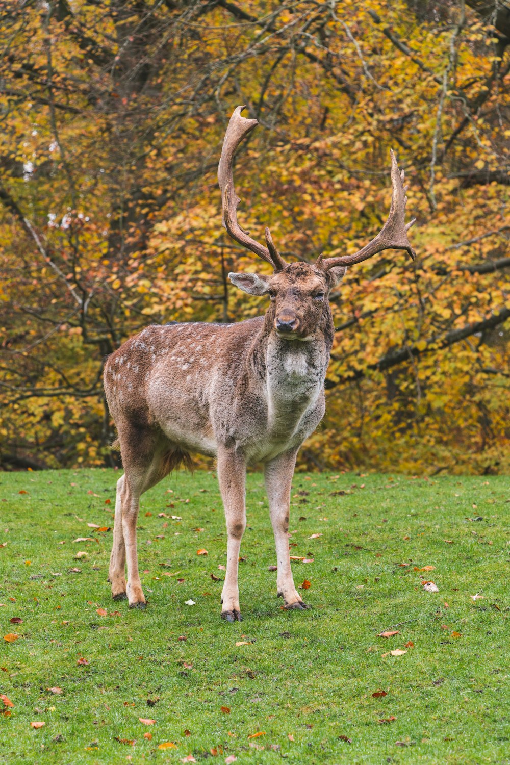 brown deer on grass field