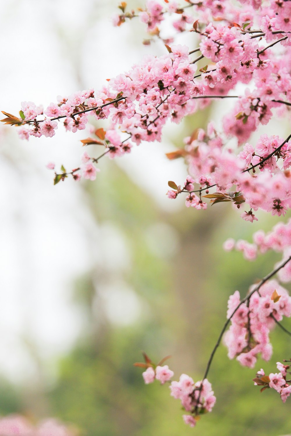 ピンクの桜のセレクティブフォーカス撮影