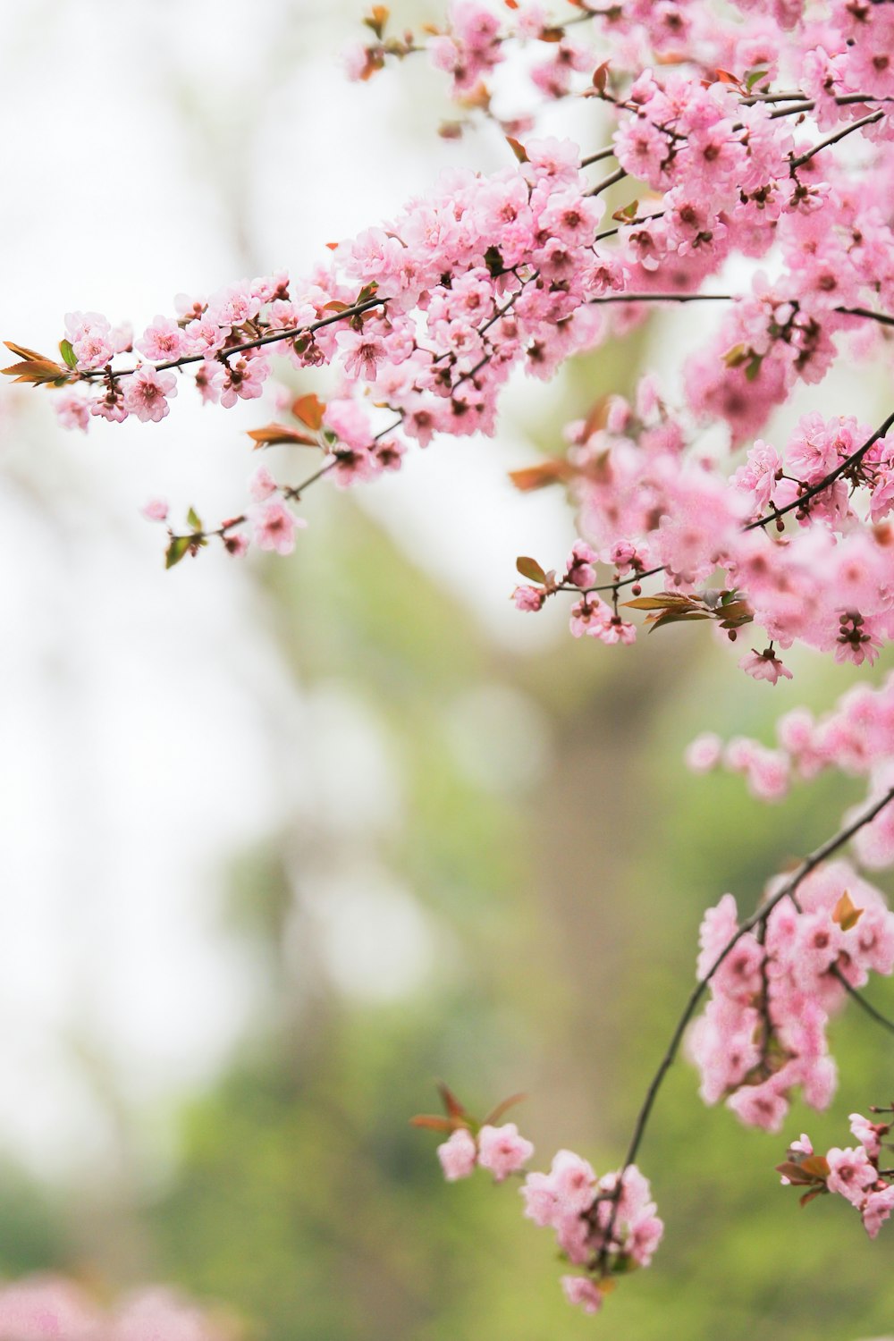 Photographie sélective de Sakura rose