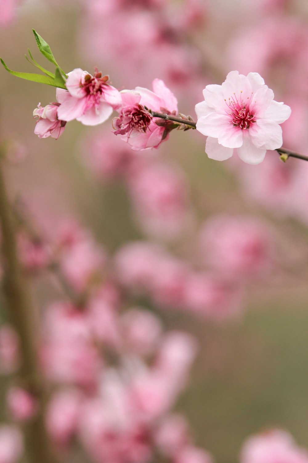 pink petaled flowers selective focus photography