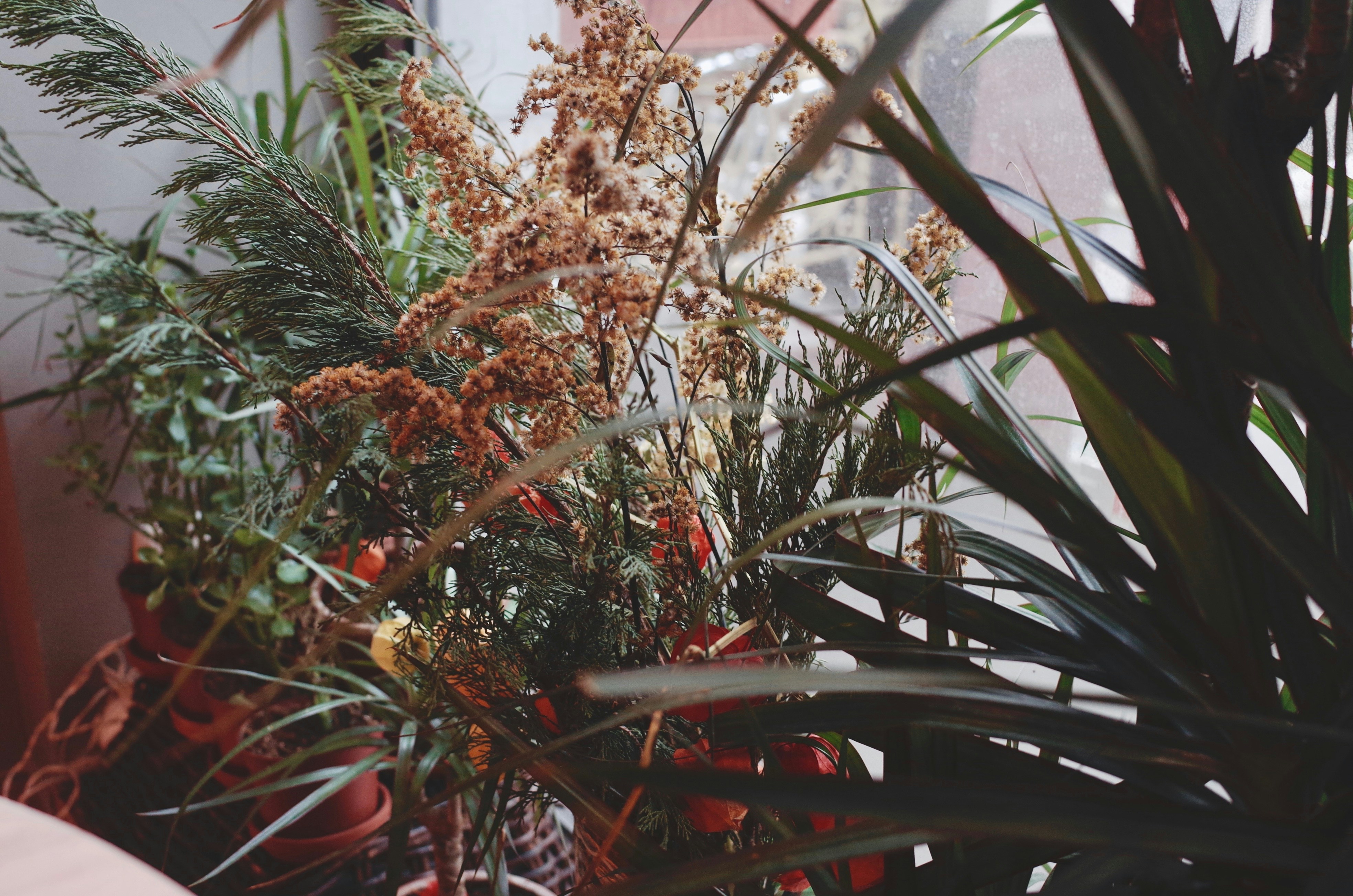 Indoor Plant Paradise