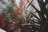 A collection of potted indoor plants with varied foliage, including spiky leaves and feathery fronds, is placed near a window. Soft natural light filters through, highlighting the greenery and intricate textures of the plants.