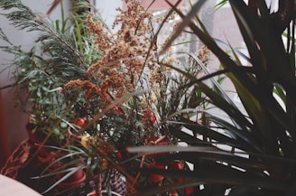 A collection of potted indoor plants with varied foliage, including spiky leaves and feathery fronds, is placed near a window. Soft natural light filters through, highlighting the greenery and intricate textures of the plants.