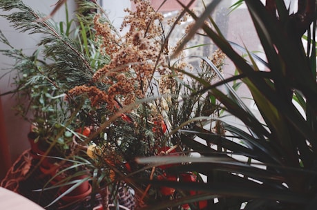 A collection of potted indoor plants with varied foliage, including spiky leaves and feathery fronds, is placed near a window. Soft natural light filters through, highlighting the greenery and intricate textures of the plants.