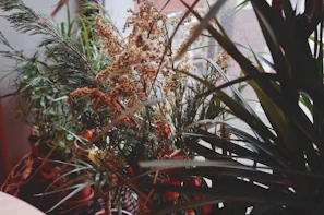 Indoor ornamental plants from our collection displayed in a modern home setting with natural light