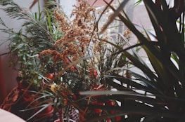 A collection of potted indoor plants with varied foliage, including spiky leaves and feathery fronds, is placed near a window. Soft natural light filters through, highlighting the greenery and intricate textures of the plants.