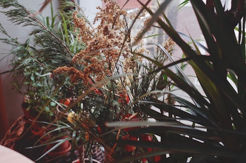 A collection of potted indoor plants with varied foliage, including spiky leaves and feathery fronds, is placed near a window. Soft natural light filters through, highlighting the greenery and intricate textures of the plants.