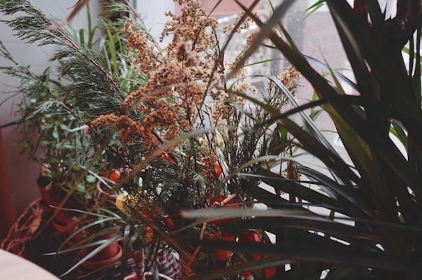 A collection of potted indoor plants with varied foliage, including spiky leaves and feathery fronds, is placed near a window. Soft natural light filters through, highlighting the greenery and intricate textures of the plants.