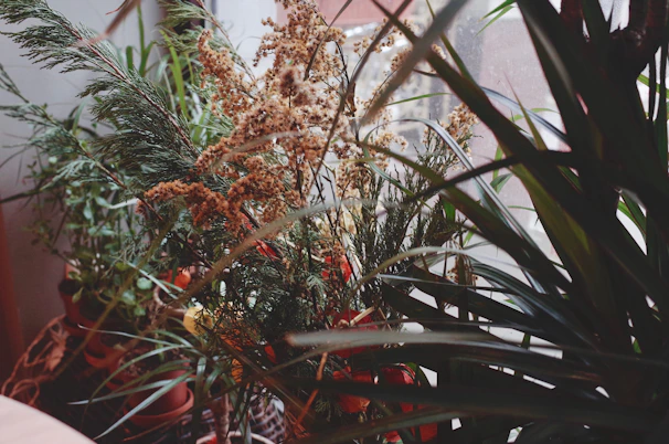 A vibrant assortment of leafy green houseplants basking in soft natural light.