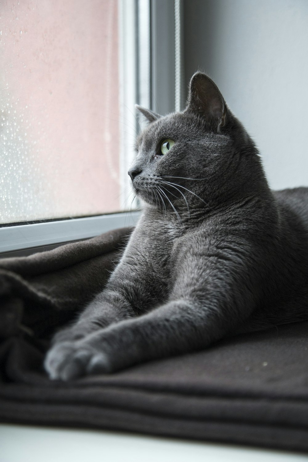 Gatto blu russo sdraiato su tessuto marrone