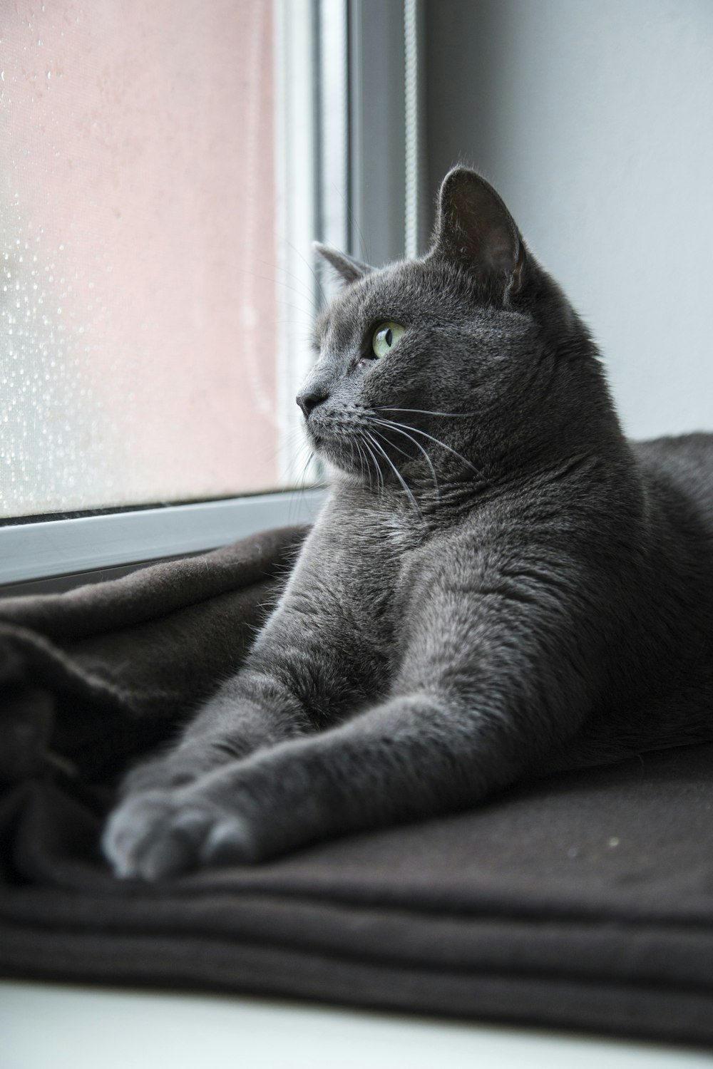 russian blue cat lying on brown textile