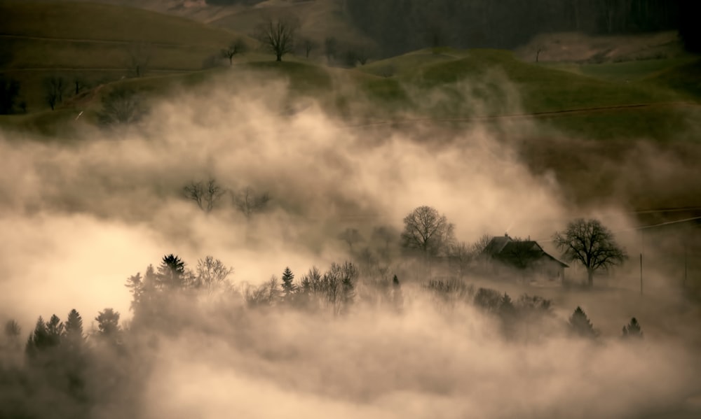 Der Wald ist in Nebel gehüllt