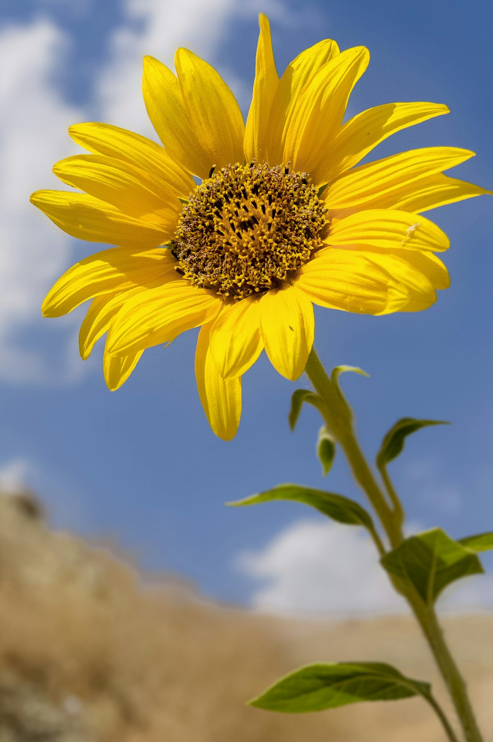 fotografia de foco seletivo de girassol amarelo