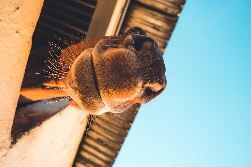 closeup photography of brown camel