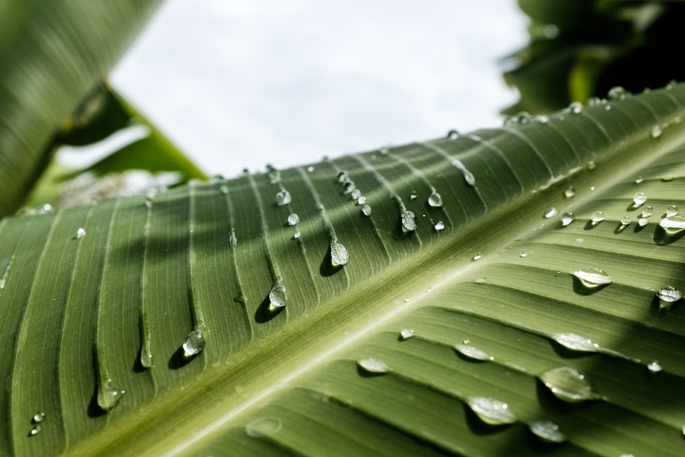 water dews on banana leaf
