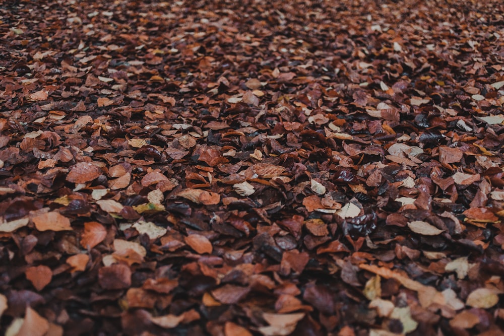 dried leaves