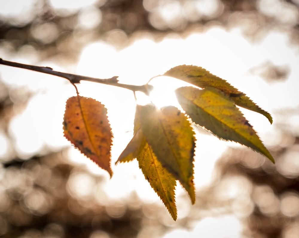 selective focus photography of withered leaf