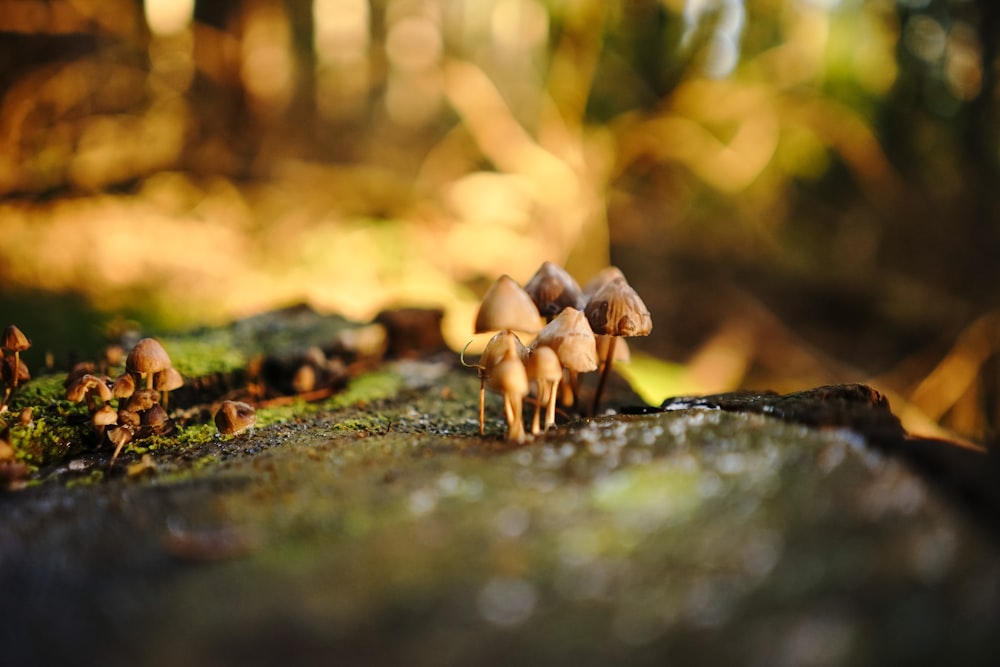 brown mushroom micro photography