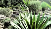 A lush garden landscape featuring a variety of succulent plants, including large agave plants with sharp, pointed leaves in the foreground. The scene includes rocky terrain and various types of smaller bushes and shrubs scattered throughout the garden. The background consists of dense greenery and foliage under bright sunlight.