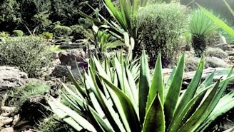 A professional landscaper selecting agave and yucca plants in a sunny nursery setting.