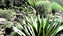 A lush garden landscape featuring a variety of succulent plants, including large agave plants with sharp, pointed leaves in the foreground. The scene includes rocky terrain and various types of smaller bushes and shrubs scattered throughout the garden. The background consists of dense greenery and foliage under bright sunlight.