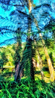 A lush forest scene with tall trees and vibrant green ferns. The large fronds of a tree fern spread out prominently in the foreground, while the blue sky peeks through the dense canopy. Sunlight streams through the leaves, creating a patchwork of light and shadow on the forest floor.