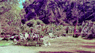 Rock garden with sun-loving alpine plants thriving among stones under bright sunlight.