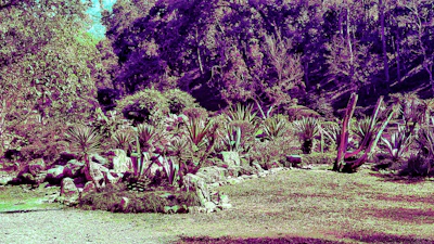 Rock garden with sun-loving alpine plants thriving among stones under bright sunlight.