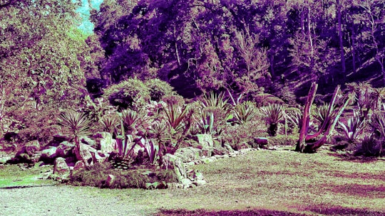 A vibrant, drought-tolerant garden with native plants flourishing under soft sunlight.