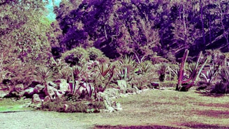 A sunny garden corner showcasing a variety of native plants creating a low-maintenance, eco-friendly landscape.