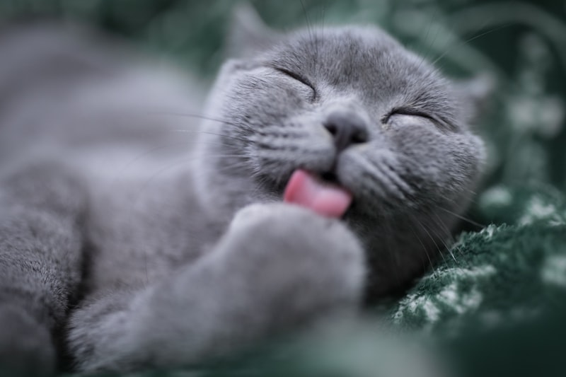 A tabby cat drinking water from a bowl with a curious expression