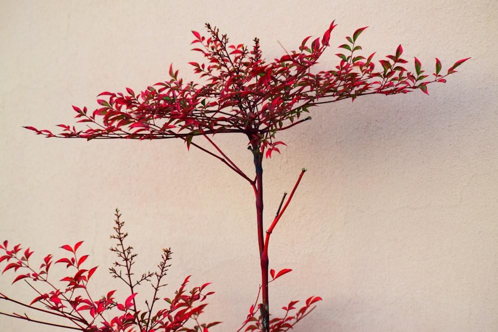a plant with red leaves on a white wall