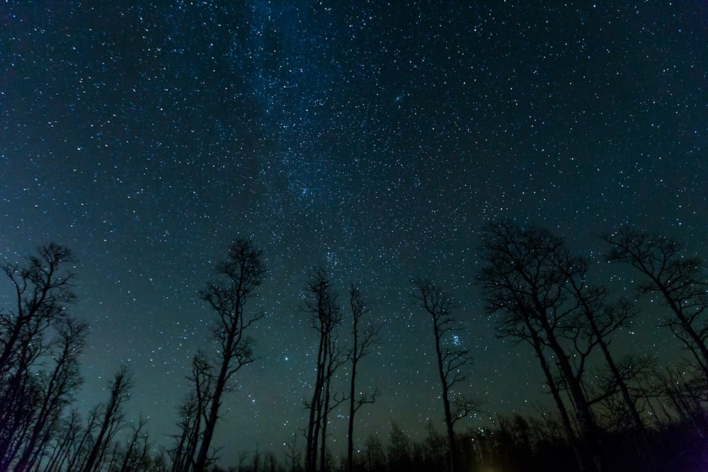low angle photo of trees under constellation