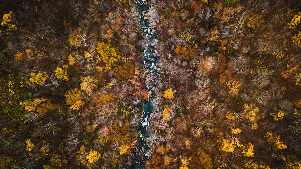 aerial view of maple leaf trees field