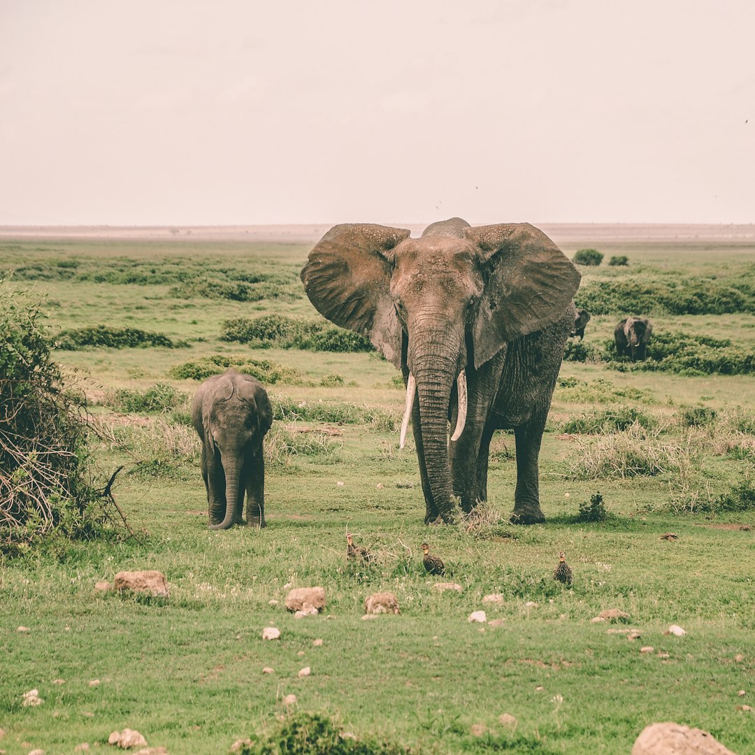 Wildlife photo spot Amboseli National Park Tsavo National Park