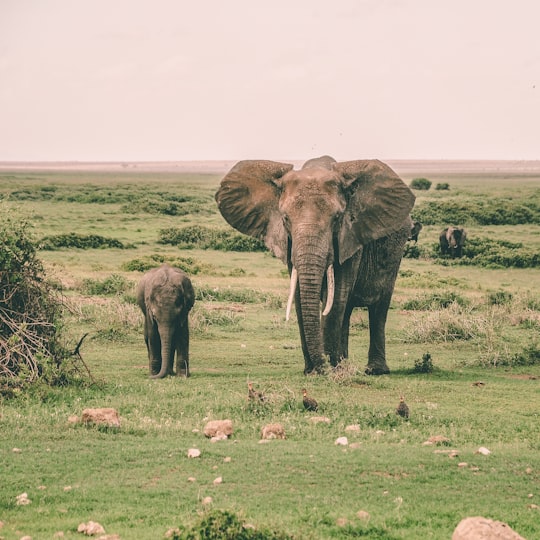 two gray elephants walking surrounded by grass during daytime in Amboseli National Park Kenya