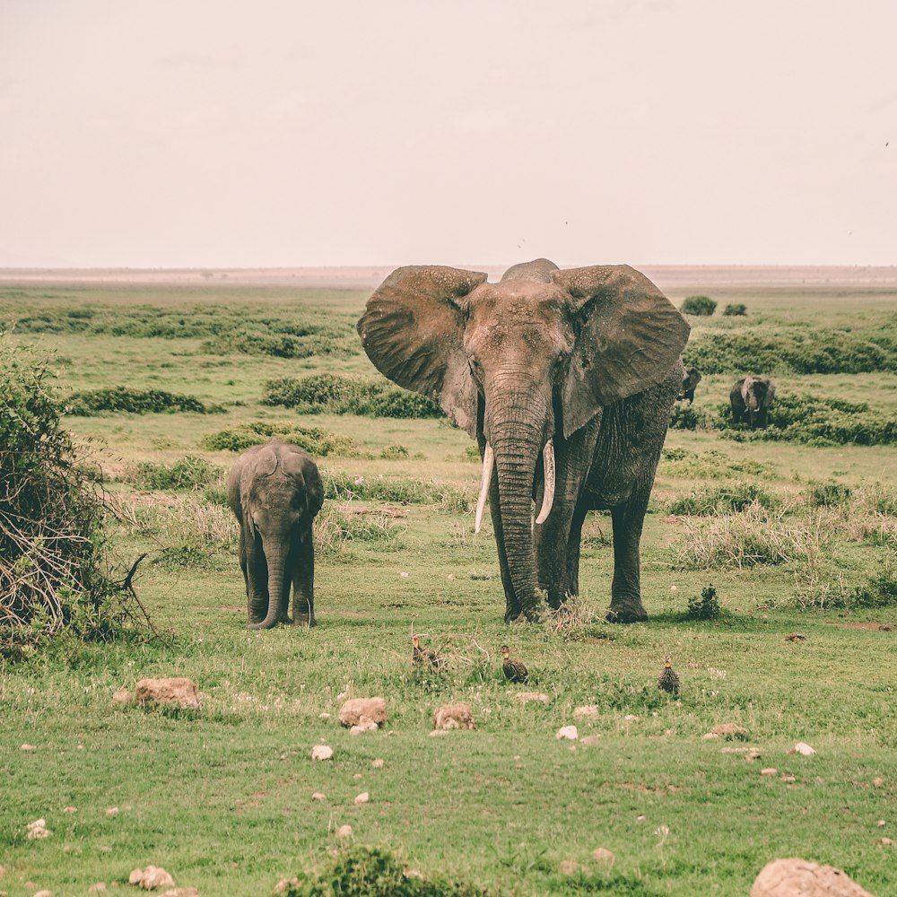 낮에는 풀밭에 둘러싸인 회색 코끼리 두 마리가 걷고 있습니다.