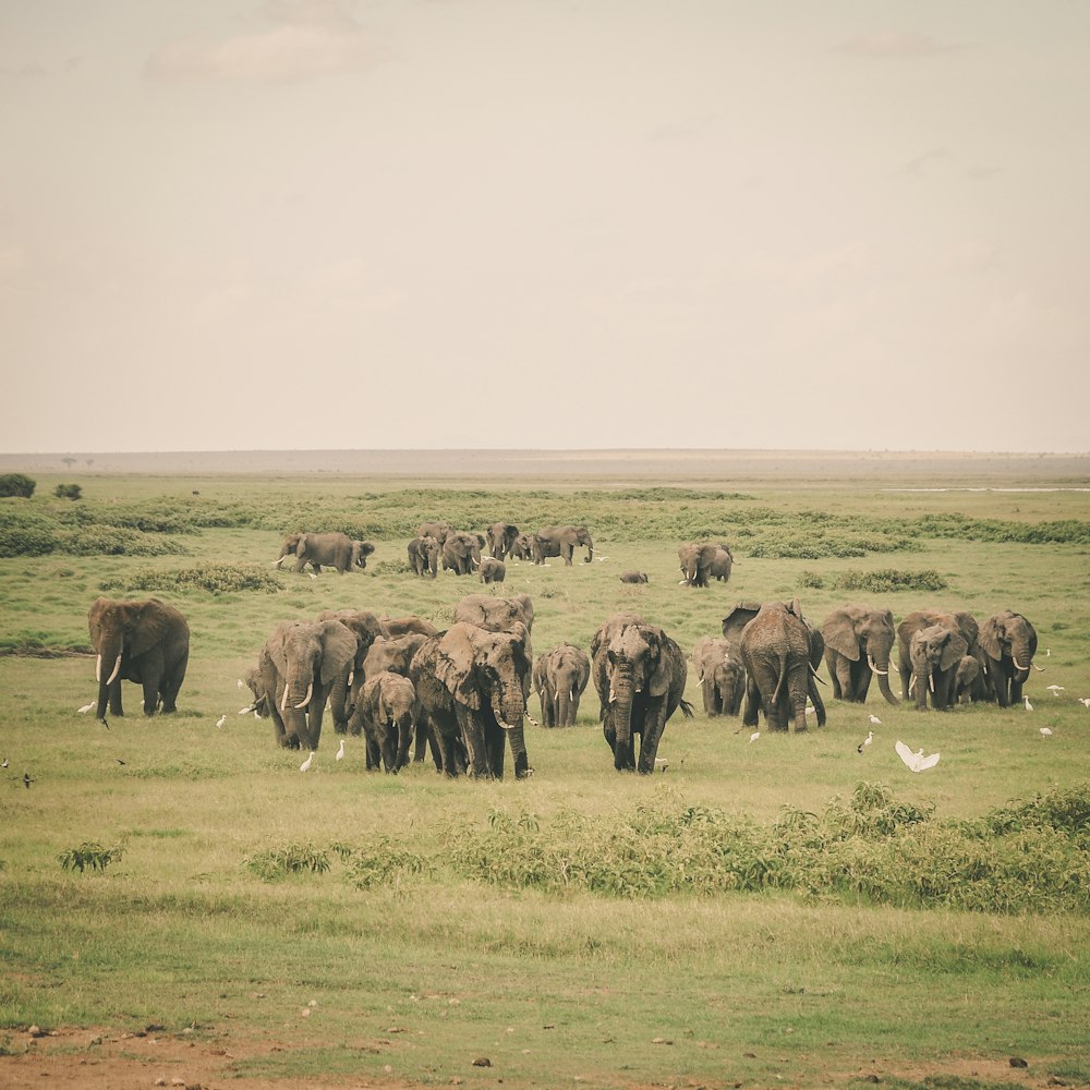 Grupo de elefantes en la selva