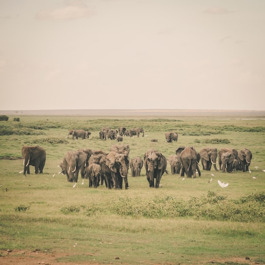 group of elephant in jungle in Amboseli National Park Kenya