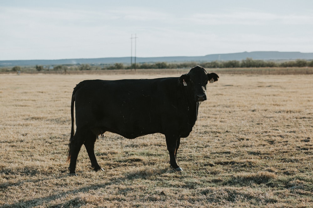 Vaca negra en el campo del desierto