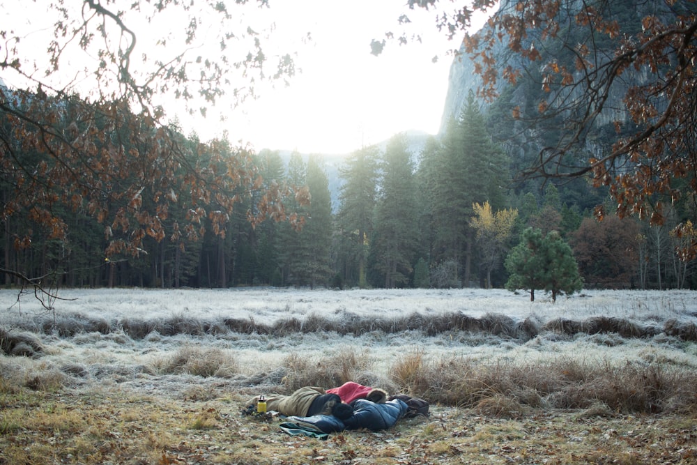 group of person laying on lawn under tree