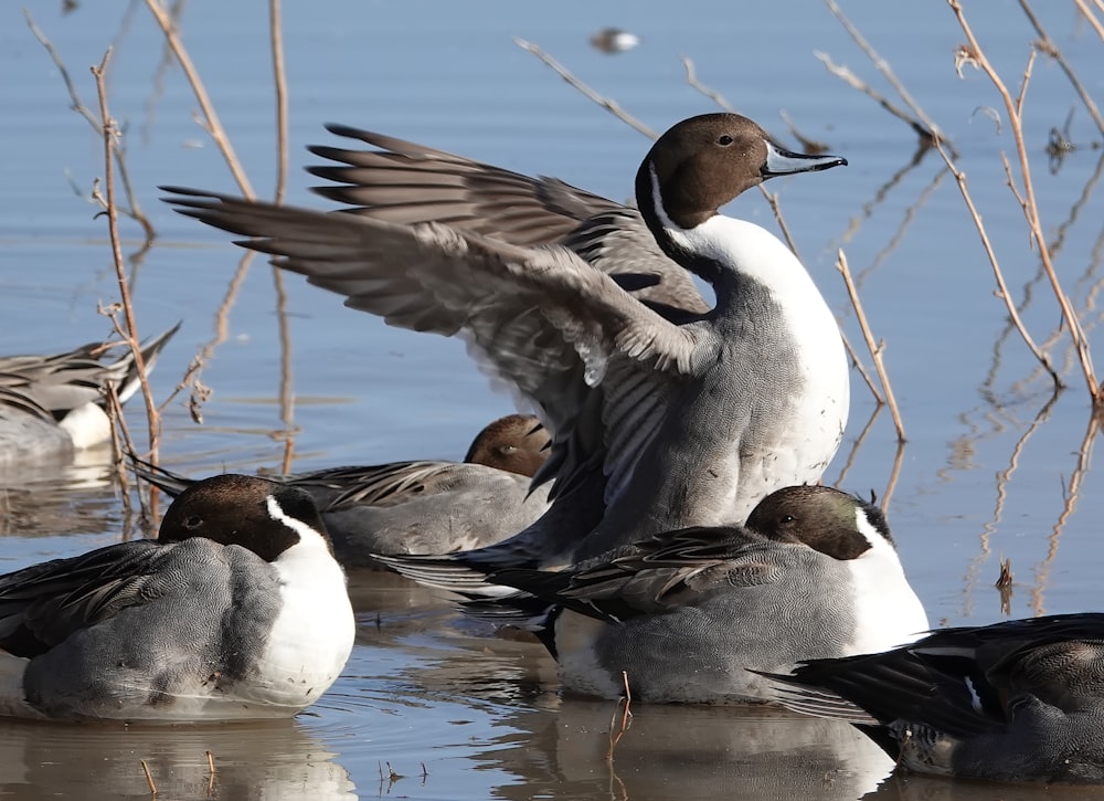 a flock of ducks floating on top of a lake