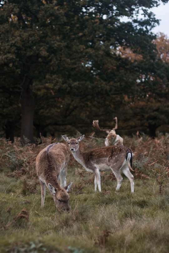 three deer beside tree in Bushy Park United Kingdom