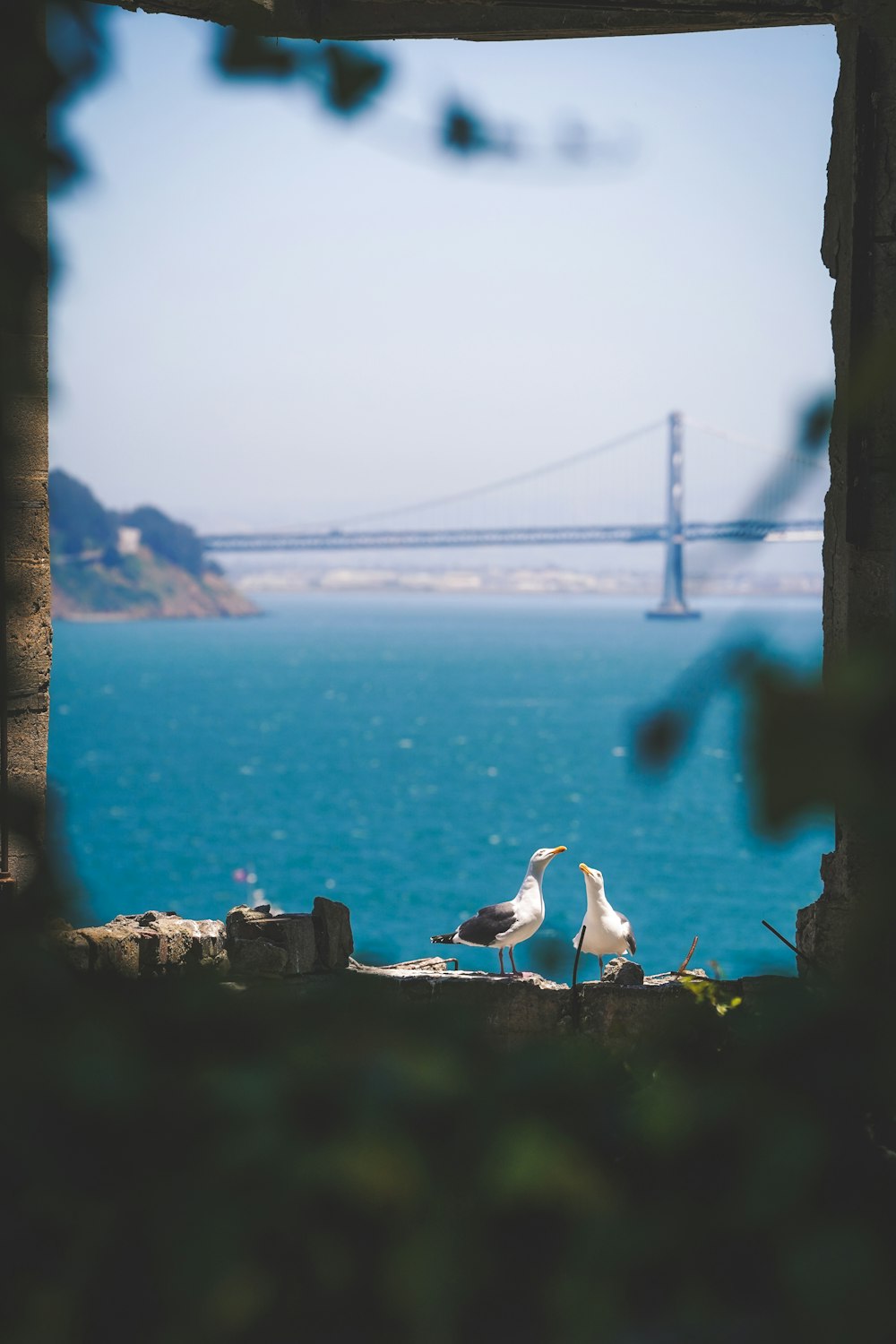 two gulls near sea