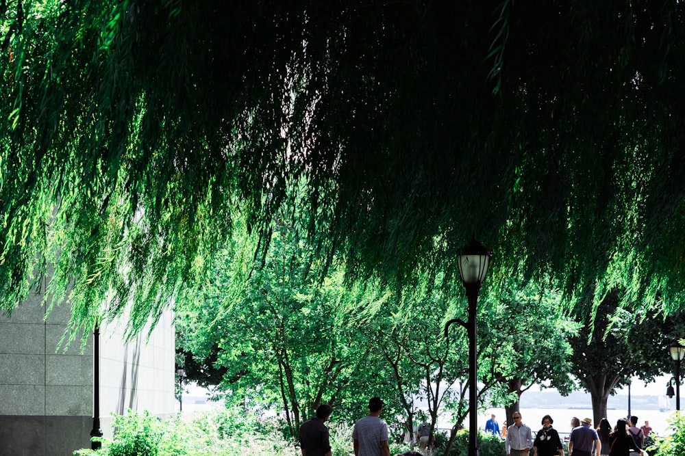 green leafed trees