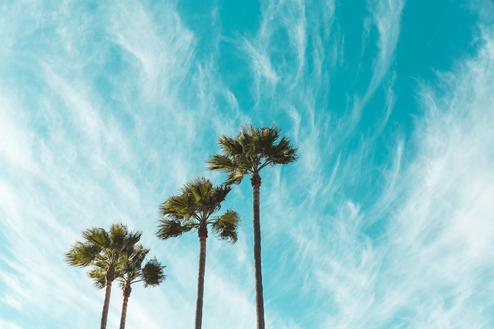 three green leaf trees below cirus clouds