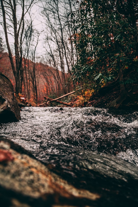 body of water near trees during day in North Carolina United States